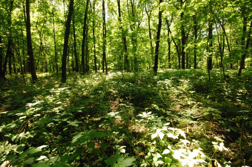 Belmont Mound State Park